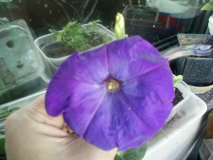petunie; petunie cu floare mare violet-colectia mea
