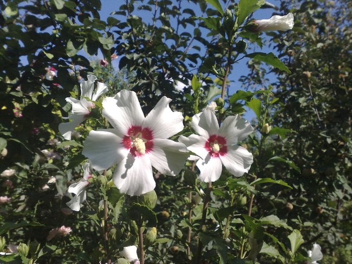 45 - Hibiscus Syriacus