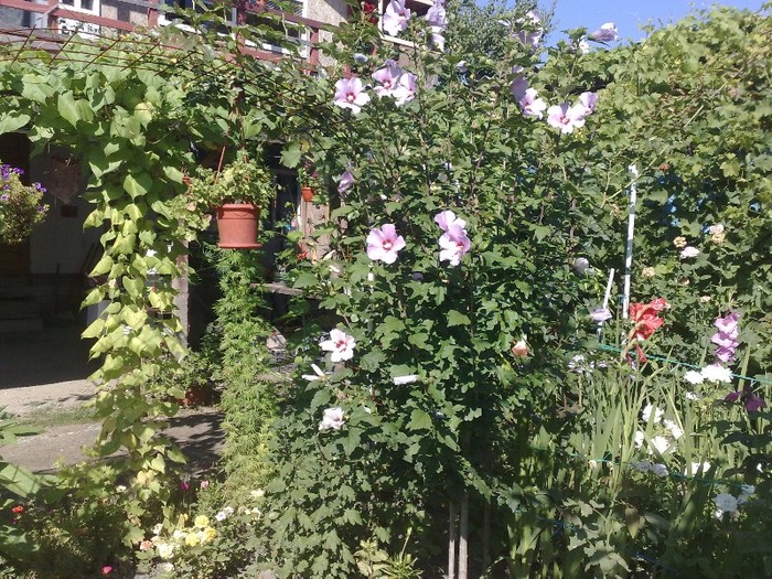 60 - Hibiscus Syriacus