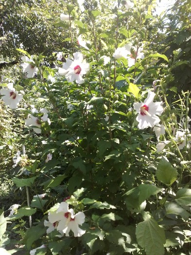 81 - Hibiscus Syriacus