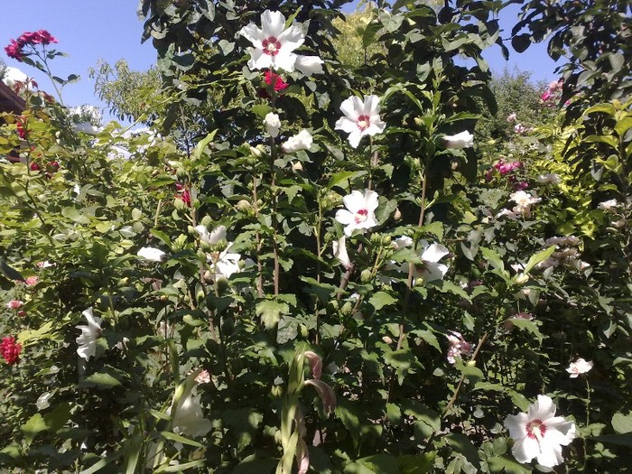 82 - Hibiscus Syriacus