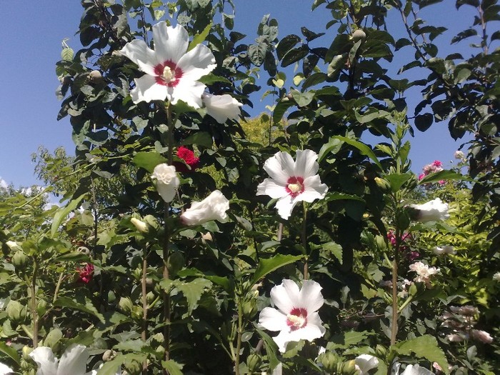 83 - Hibiscus Syriacus