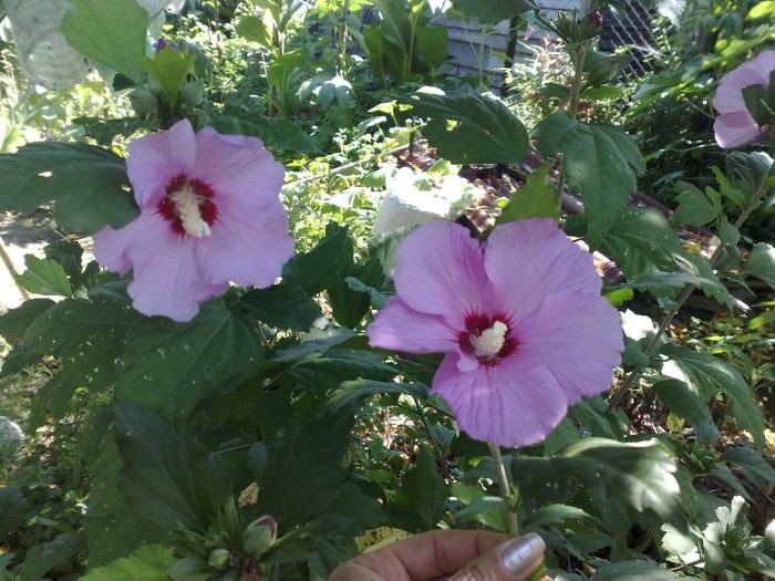 44 - Hibiscus Syriacus