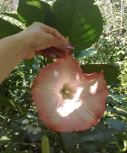 65 - Brugmansia si datura