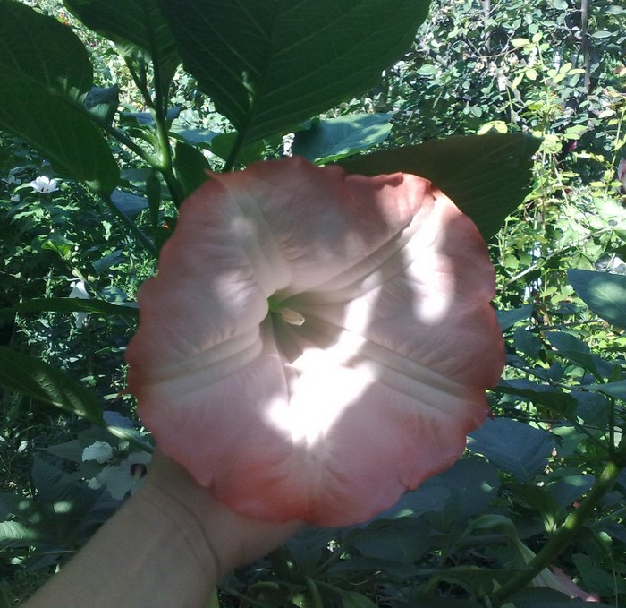 67 - Brugmansia si datura