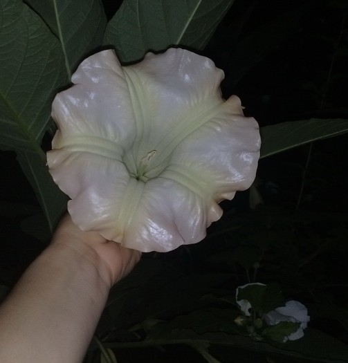 16 - Brugmansia si datura