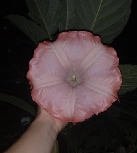 17 - Brugmansia si datura