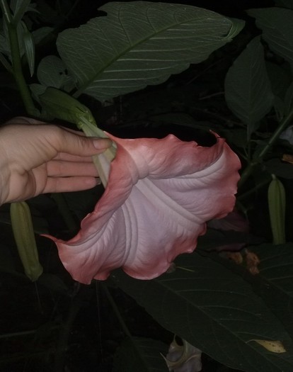18 - Brugmansia si datura