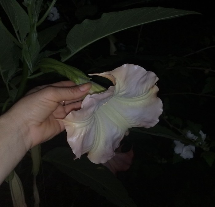 19 - Brugmansia si datura