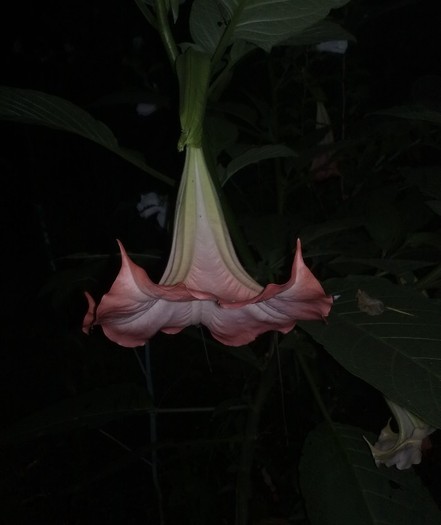20 - Brugmansia si datura