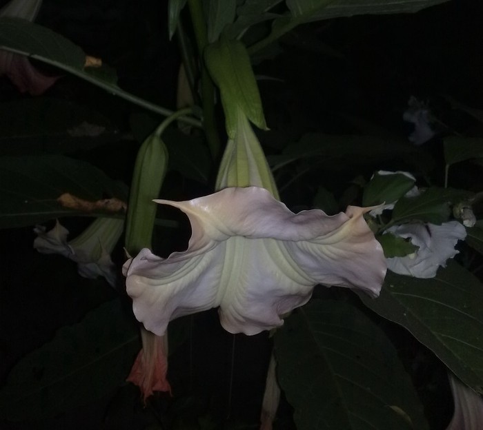 21 - Brugmansia si datura