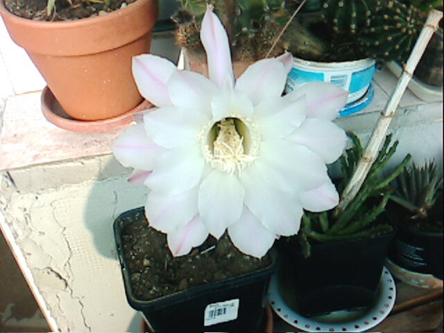 floare de cactus; floare de cactus -colectia mea
