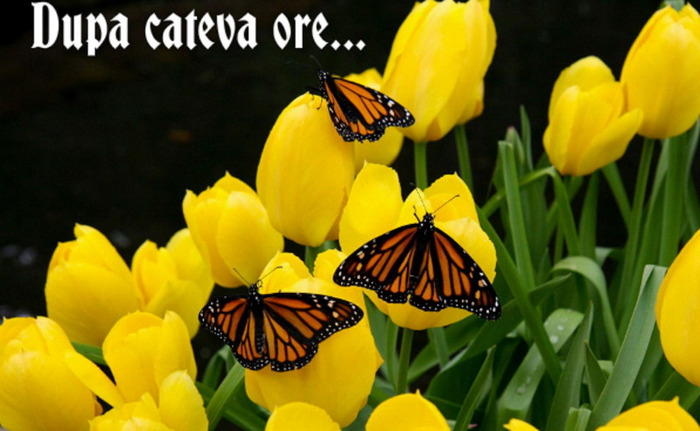 Dupa cateva ore.. - oo3