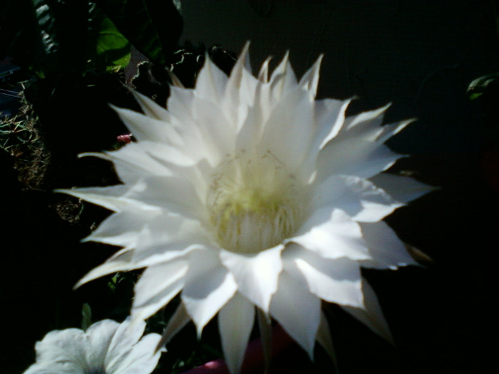 cactusi - cactusi si florile lor