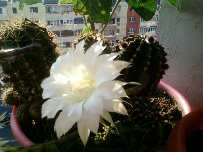 cactus - cactusi si florile lor