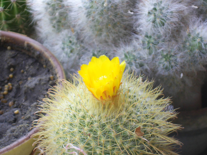 cactus; cactusi si florile lor
