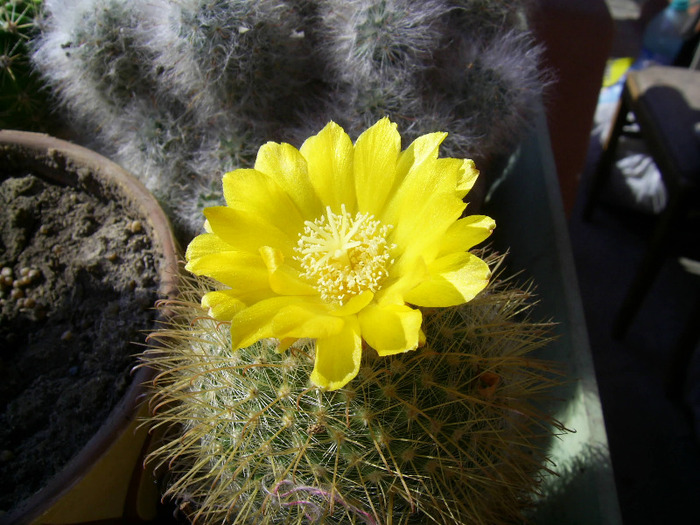 cactus; cactusi si florile lor
