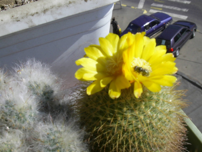 cactus; cactusi si florile lor
