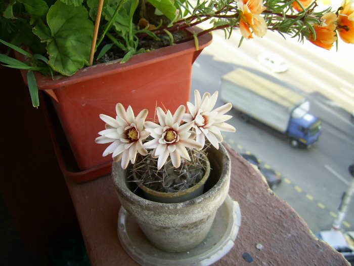 cactus - cactusi si florile lor