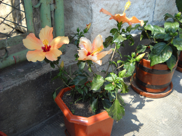 6.08.2011,am inflorit - HIBISCUS- 2011