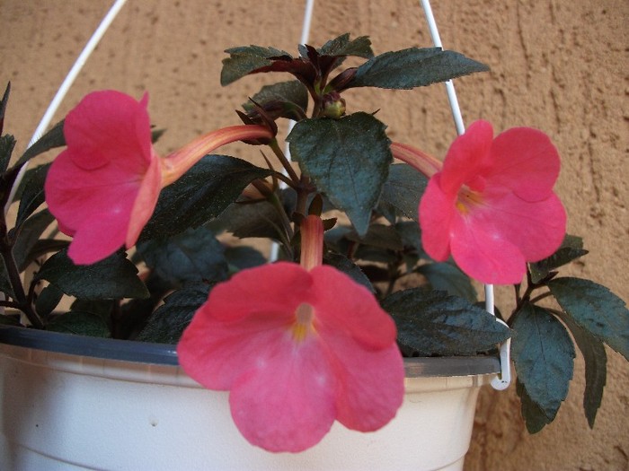 Tarantela - Achimenes 2011