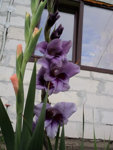 DSC03750 - Gladiole 2011