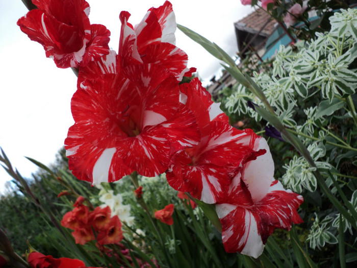 DSC03754 - Gladiole 2011