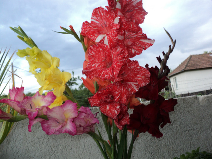 DSC03770 - Gladiole 2011