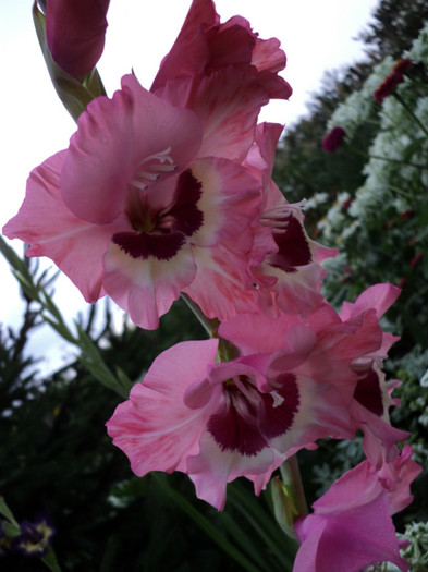 DSC03774 - Gladiole 2011