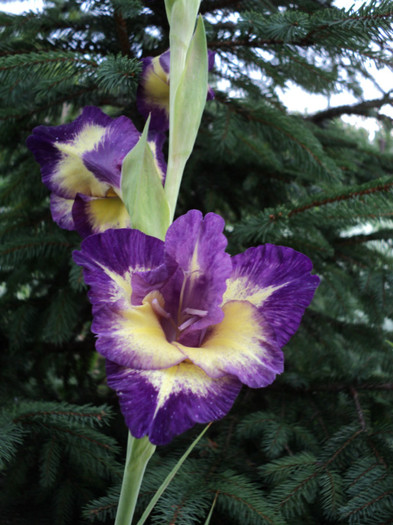 DSC03776 - Gladiole 2011