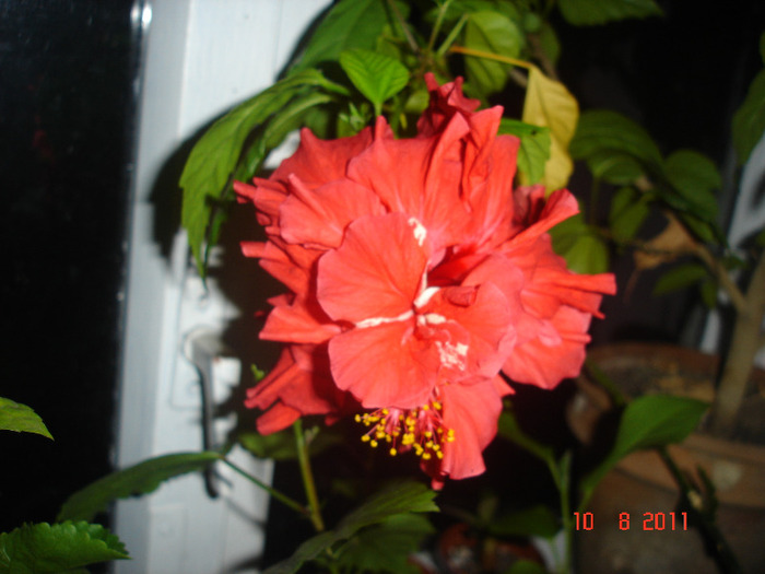 Classic Red cu suvite albe