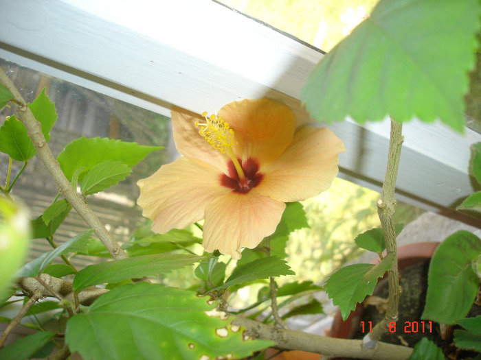 Cairo apricot 11.08.11