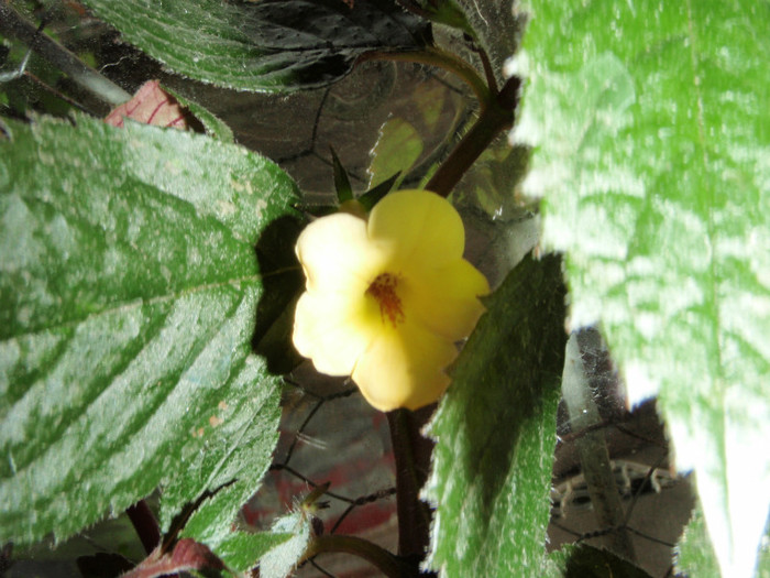 Achimenes galben - Gesneriaceae-Streptocarpusi