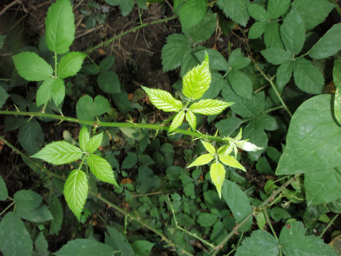 mur aparut de 2 ani si nu rodeste :( - Plante Comestibile