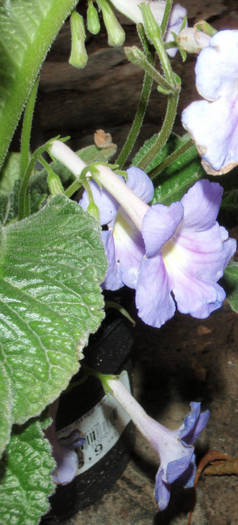 streptocarpusul din magazin - Gesneriaceae-Streptocarpusi