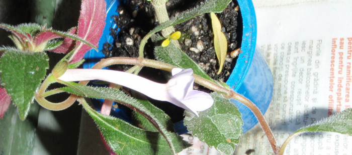 achimenes - Gesneriaceae-Streptocarpusi