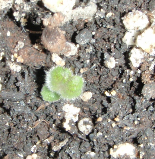 mini-sinningia Mark Twain in revenire - Gesneriaceae-Streptocarpusi