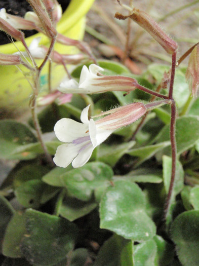 Chirita Tamiana din iarna din magazin - Gesneriaceae-Streptocarpusi