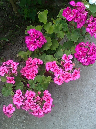 Imagine1269 - Pelargonium