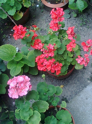 Imagine1270 - Pelargonium