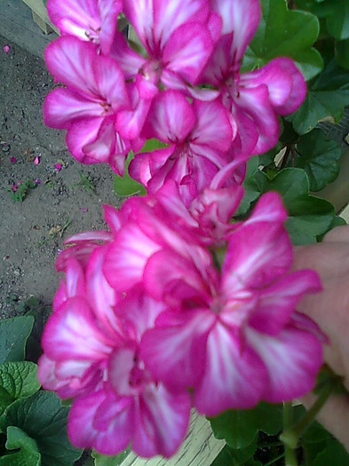 Imagine1220 - Pelargonium