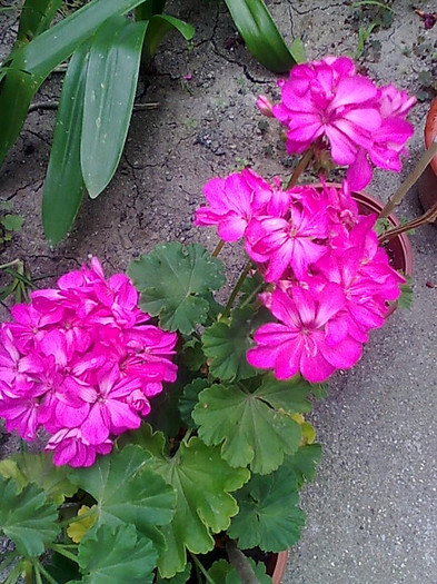 Imagine1217 - Pelargonium