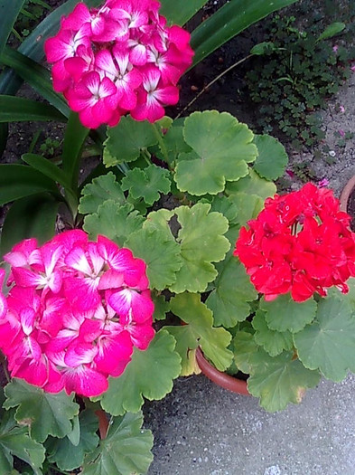 Imagine1215 - Pelargonium
