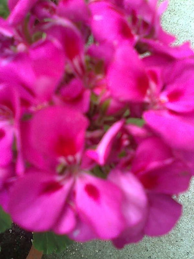 Imagine1214 - Pelargonium