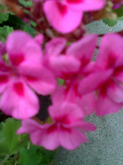 Imagine1213 - Pelargonium