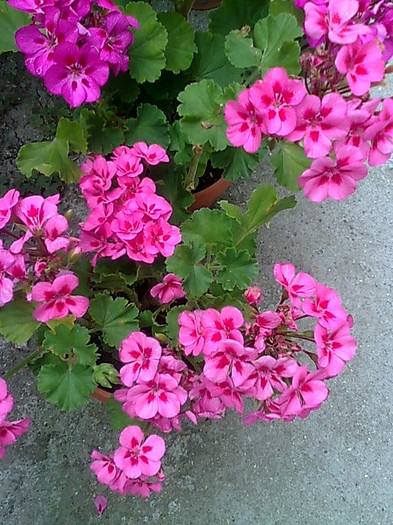 Imagine1212 - Pelargonium