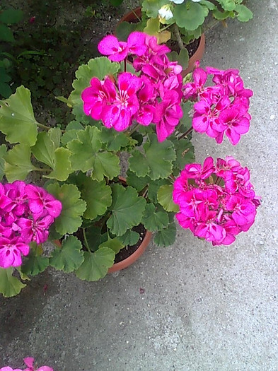 Imagine1211 - Pelargonium