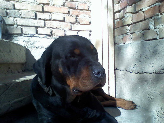  - Rottweiler