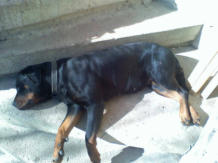  - Rottweiler