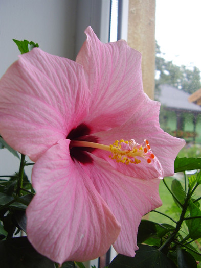  - hibiscus